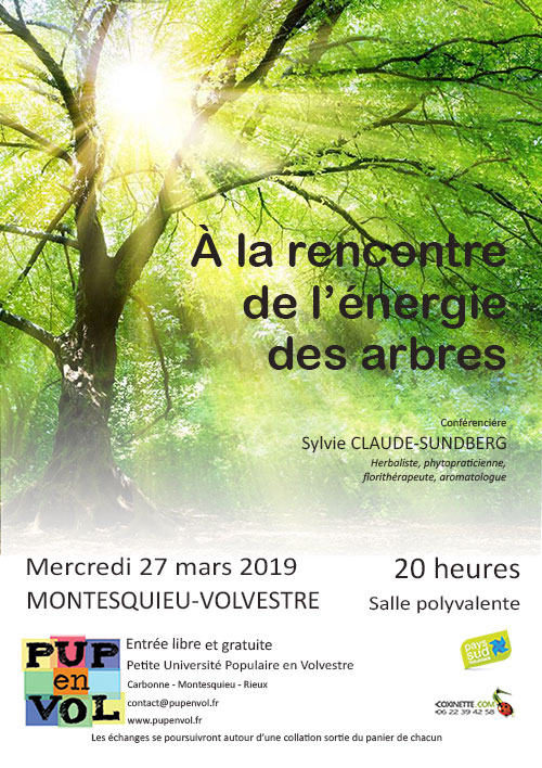 À la rencontre de l’énergie des arbres